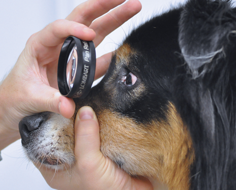 Ophthalmology – Surgical ophthalmology in dogs for clinical practitioner